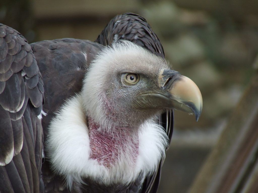 Sorry, no caption provided by author